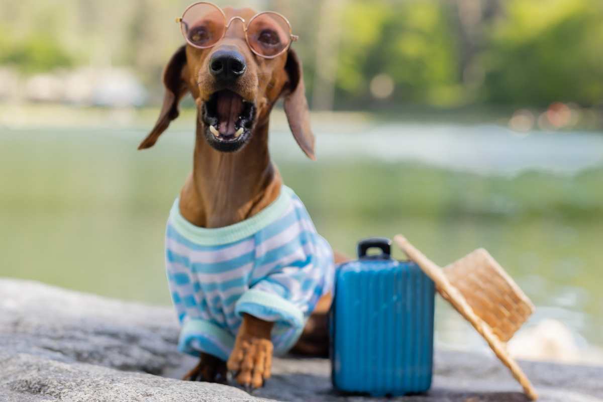 Animali in vacanza