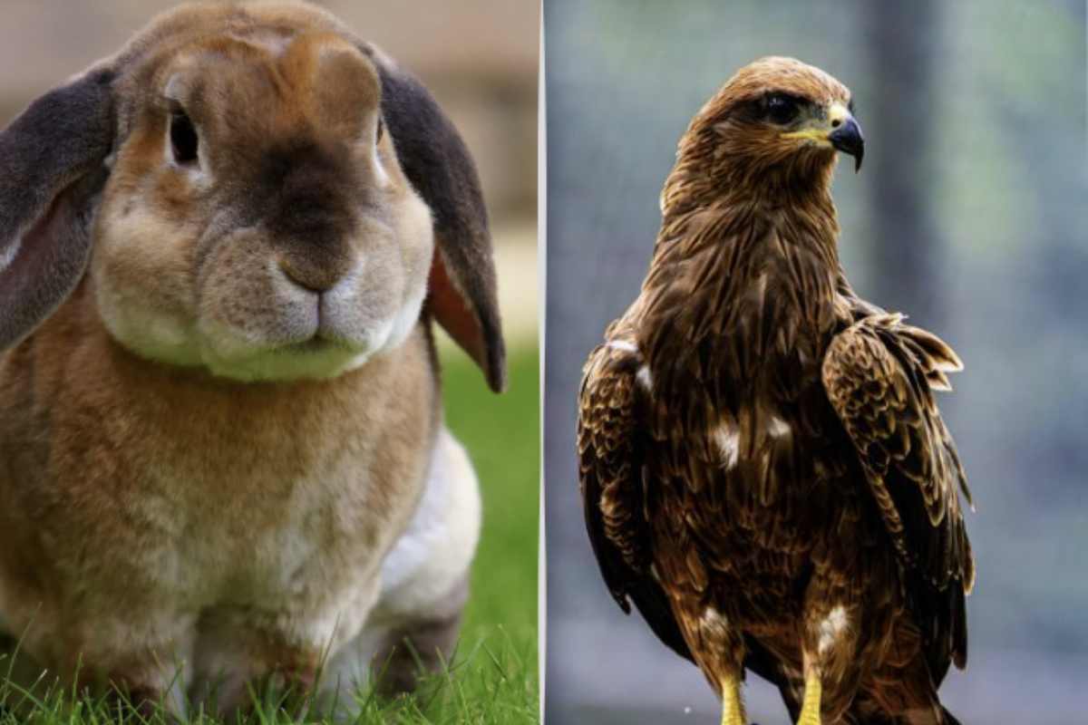 Il meccanismo è immediato: davanti a un’immagine ambigua, la scelta istintiva tra il coniglio e l’aquila rappresenta una sorta di specchio psicologico.